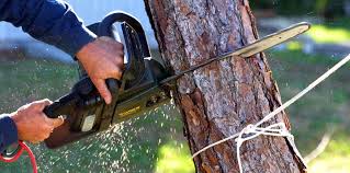 Best Tree Removal  in Daleville, VA