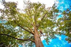 Best Lawn Maintenance Plans  in Daleville, VA
