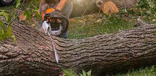 Professional Tree Services in Daleville, VA