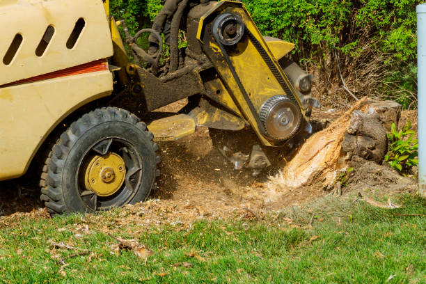 How Our Tree Care Process Works  in  Daleville, VA