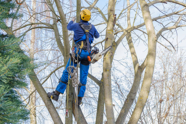 Best Seasonal Cleanup (Spring/Fall)  in Daleville, VA
