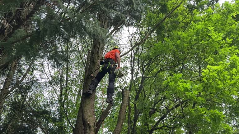 Best Leaf Removal  in Daleville, VA