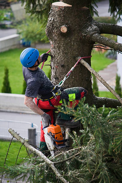 Best Utility Line Clearance  in Daleville, VA