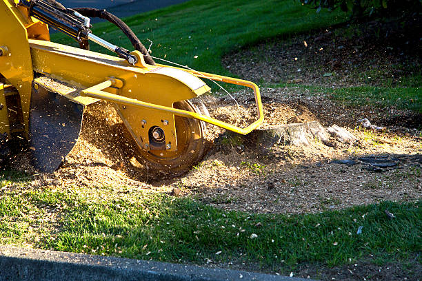 Best Lawn Mowing  in Daleville, VA