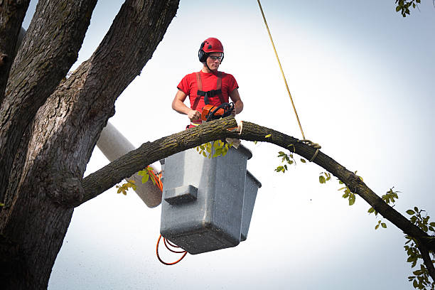 Best Tree Preservation Services  in Daleville, VA