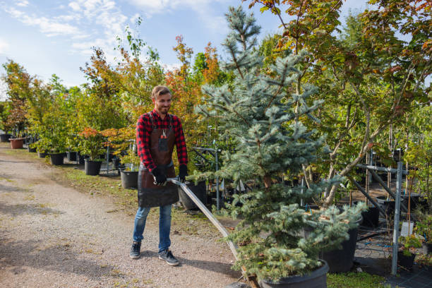 Best Tree Mulching  in Daleville, VA