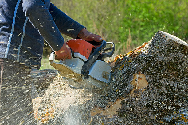 Best Lawn Watering Services  in Daleville, VA