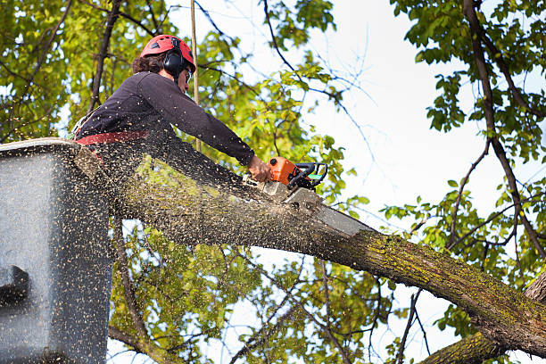 Best Tree and Shrub Care  in Daleville, VA
