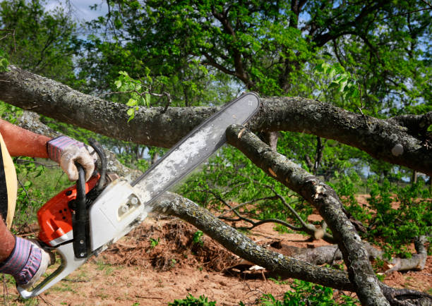 Best Tree Cabling and Bracing  in Daleville, VA